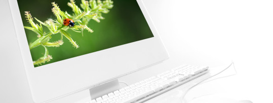 Cras convallis sodales